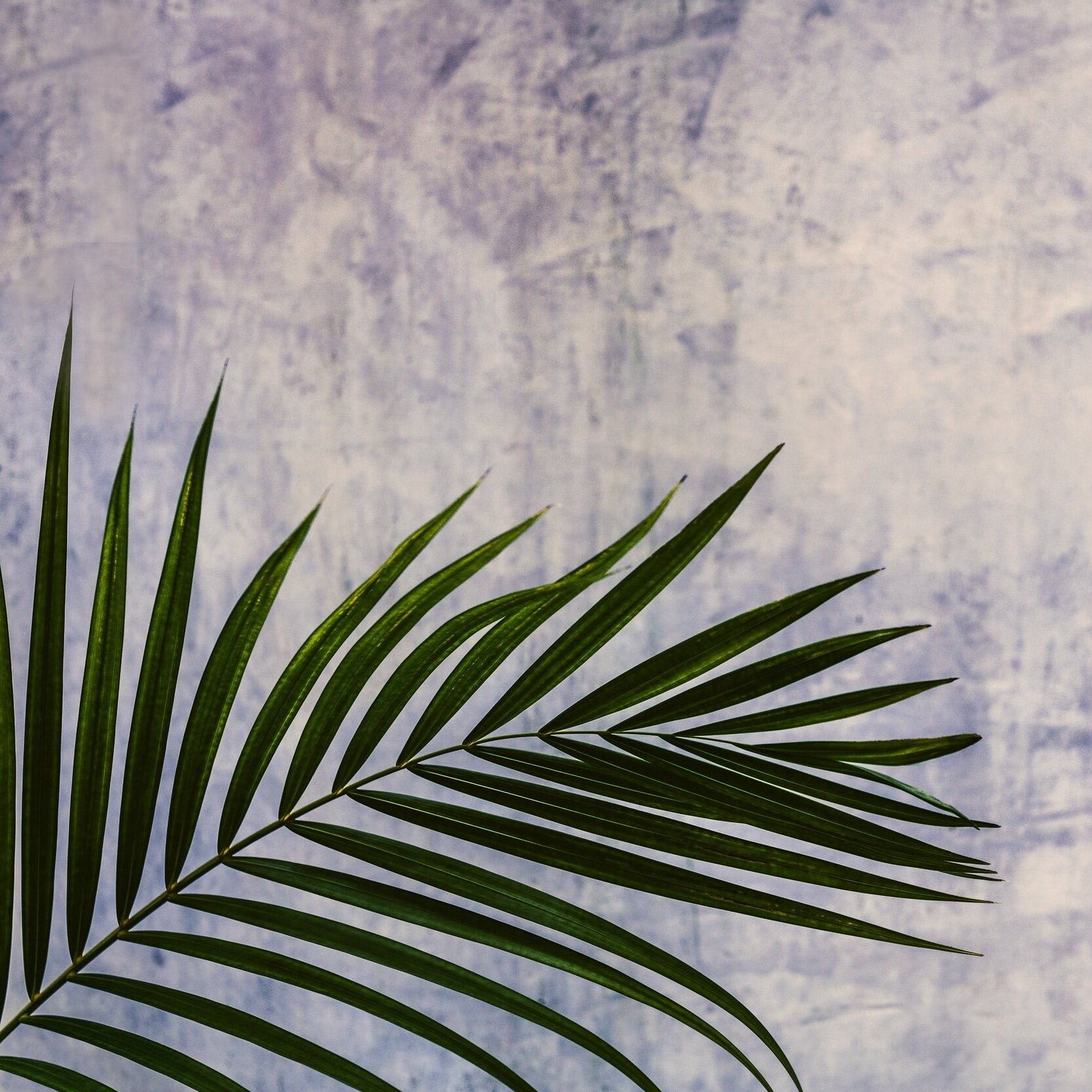 Weekly Notices for PALM Sunday 28 March